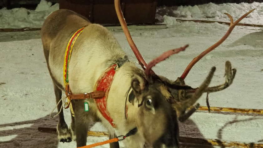 Safari en trineos de renos en Laponia