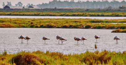 Excursión al Delta del Ebre con niños